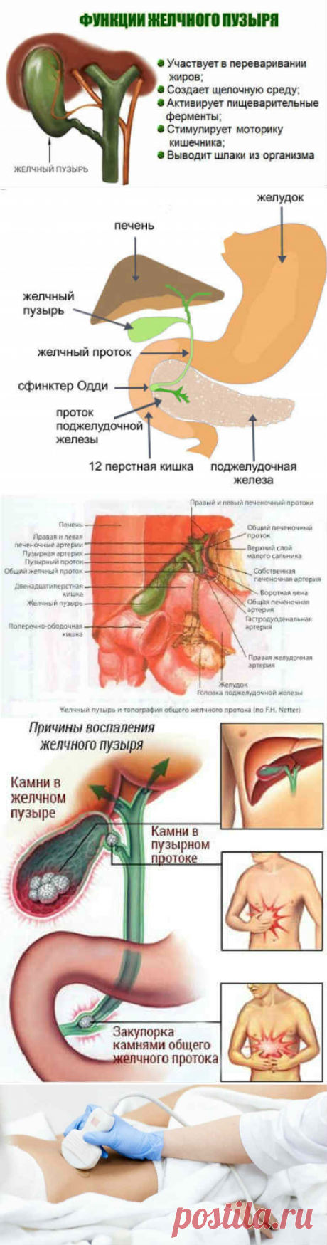 Где находится желчный пузырь и как болит, чем лечить, какая диета