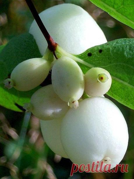 Фото Чубушник. Альбом Цветущие деревья,кустарники - 50 фото. Фотографии *GA* *LA*.