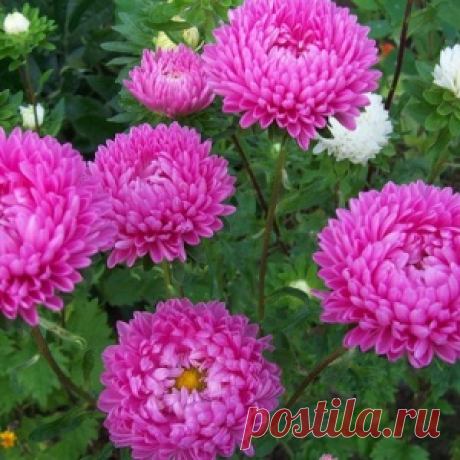 Астры: посадка и уход