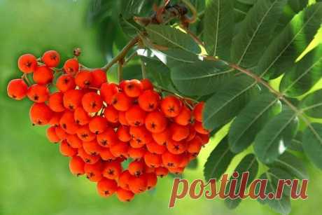 Лечебные свойства плодов рябины