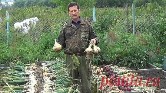 Огородные секреты. Лук
‣ Перед посадкой: 1 ст.ложка соли на 1 литр воды залить на 3 часа.
‣ После соли: темный раствор марганцовки на 2 часа. Обязательно промыть.
‣ От луковой мухи: 1. Появился первый листочек 1) Проливаем водой. 2) Полив 2 ст.ложки нашатырный спирт на ведро воды (3 лейки на 6п.м.грядки) 3) Проливаем водой. 2. Через 10-14 дней. По той же схеме полив 1ст.ложка соли на 1 литр воды 3. Через 10 дней. По той же схеме полив крепким р-ром марганцовки.
‣ Подкормки: Любит дрожжевой наст