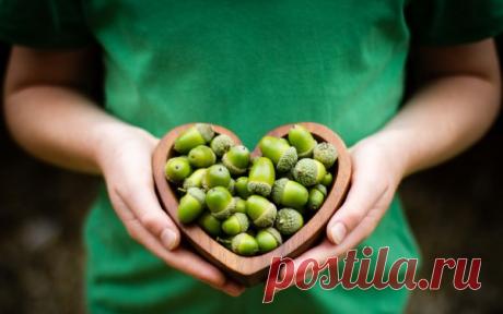 Лечение желудями