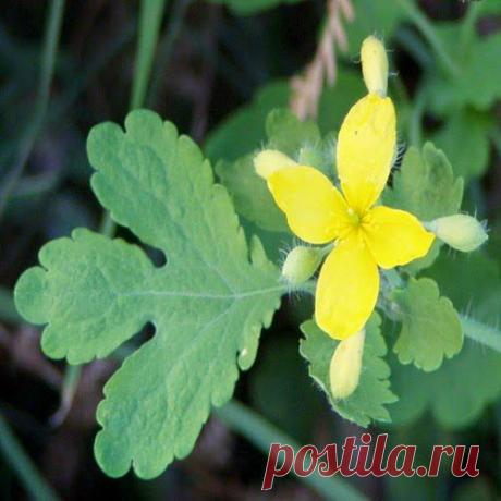 Полезный, но опасный | Друг пенсионера
Впервые я узнала о чистотеле, когда в молодости решила вывести боро­давки. Еще у моей бабушки в саду было это растение. За 2 недели ежеднев­ного намазывания бородавок свежим желто-оранжевым соком из стебля от них не осталось и следа.