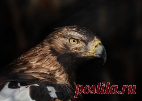 Пронзительный взгляд императорского орла. Автор кадра – Олег Богданов: nat-geo.ru/community/user/163720