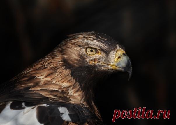 Пронзительный взгляд императорского орла. Автор кадра – Олег Богданов: nat-geo.ru/community/user/163720