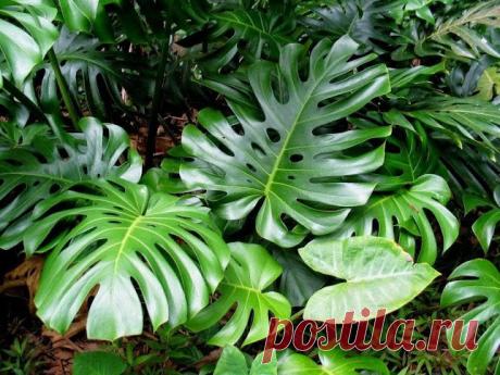 6 plantas Toxicas que pueden estar en tu Hogar