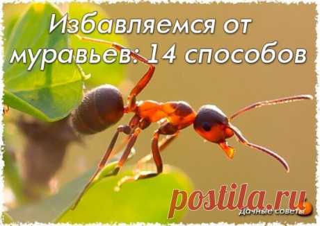 Избавляемся от муравьев: 14 способов
 
 
 
1. Муравьи не переносят резких запахов. Для их отпугивания на муравейник
 
можно положить голову копченой селедки, разрезанный зубчики чеснока,
 
ботву томатов или петрушки.
 
 
 
2. Засыпьте муравейник горячей золой.
 
 
 
3. Разведите в 10 л воды по 2 ст. ложки растительного масла, шампуня и уксуса. Залейте эту смесь в отверстие, проделанное в центре муравейника.
 
Накройте муравейник на несколько дней.
 
 
 
4.  Разрыхлите муравьиное гнездо и