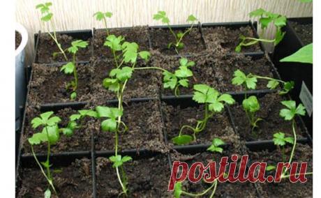 Сельдерей: посадка на рассаду, технология ухода, подготовка почвы