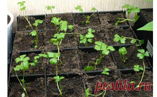 Сельдерей: посадка на рассаду, технология ухода, подготовка почвы