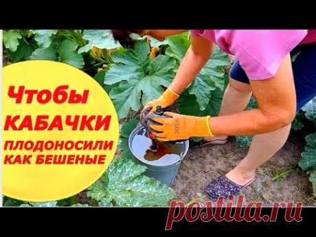 Как уберечь кабачки от пустоцвета и гниения завязи !!! Чтобы кабачки плодоносили как бешеные !!!