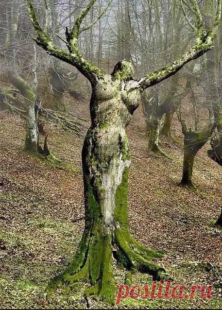 The woman of the forest - Scotland.