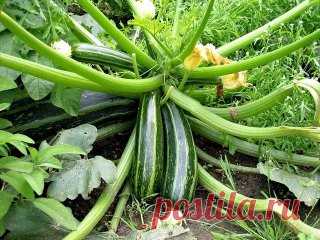 ФОРМИРОВАНИЕ ОГУРЦА, КАБАЧКА И ТЫКВЫ. ПРИЩИПЫВАНИЕ
Сформированный куст огурца на шпалере.
Прищипывание огурцов в открытом грунте
В домашних условиях огурцы лучше выращивать на шпалере или специальной сетке. Для новичков огородников очень важно знать, нужно ли проводить прищипку или нет. На вертикально расположенных побегах необходимость выполнения приема видна лучше.
Правила формирование куста огурцов:
Формирование 7-8 листьев на центральном побеге без появления боковых побегов свидетельствует о