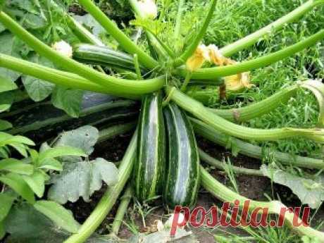 ФОРМИРОВАНИЕ ОГУРЦА, КАБАЧКА И ТЫКВЫ. ПРИЩИПЫВАНИЕ
Сформированный куст огурца на шпалере.
Прищипывание огурцов в открытом грунте
В домашних условиях огурцы лучше выращивать на шпалере или специальной сетке. Для новичков огородников очень важно знать, нужно ли проводить прищипку или нет. На вертикально расположенных побегах необходимость выполнения приема видна лучше.
Правила формирование куста огурцов:
Формирование 7-8 листьев на центральном побеге без появления боковых побегов свидетельствует о