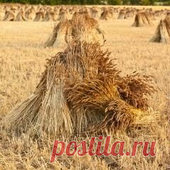 20 июля в народном календаре Авдотья Сеногнойка