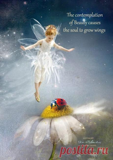 Charlotte Bird Fairy Photographer - Фото