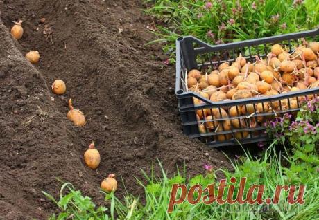 Картофель – посадка и уход в открытом грунте, уборка и хранение