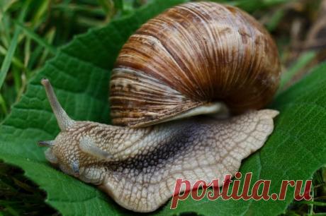 Средство от слизней и улиток в огороде