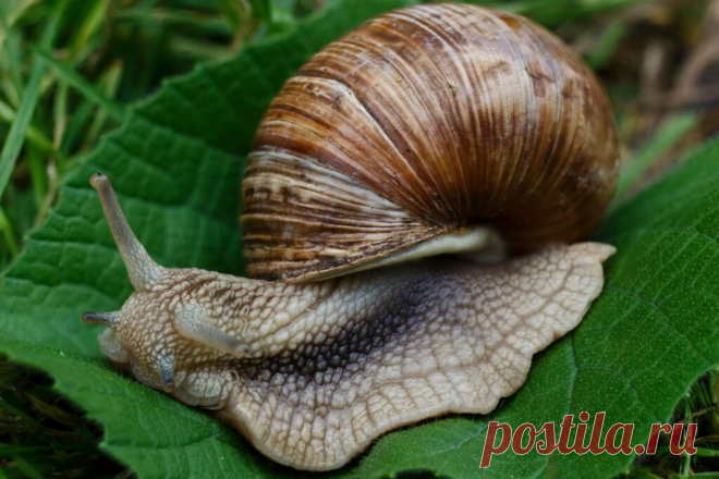 Средство от слизней и улиток в огороде