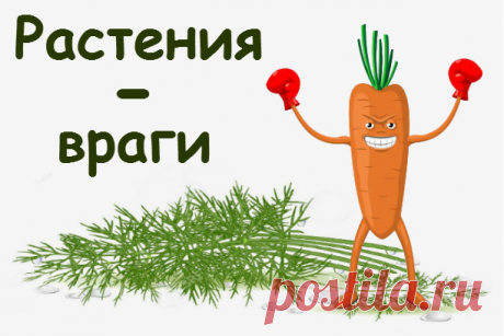 Какие растения нельзя сажать друг с другом - Садоводка