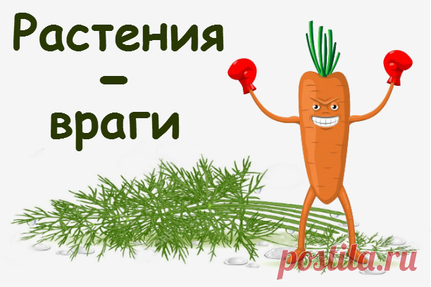 Какие растения нельзя сажать друг с другом - Садоводка