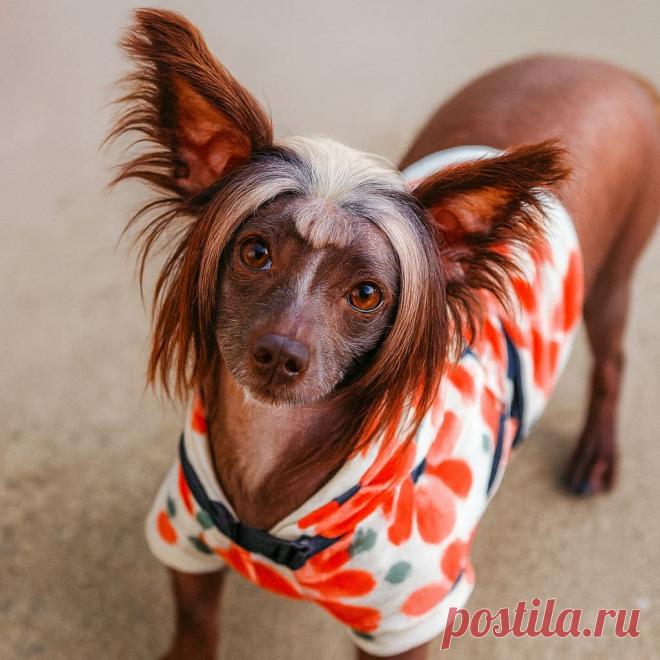 Верное средство - Готовим так!