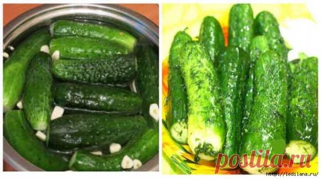 Рецепт хрустящих малосольных огурчиков