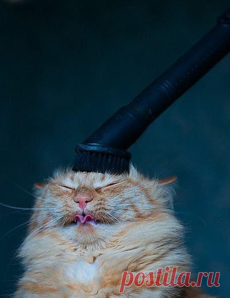 生活未遂 amnemonic