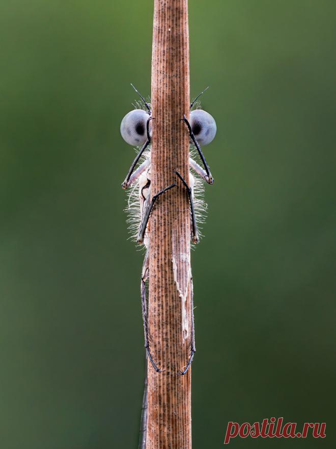 Определены самые смешные фото дикой природы 2020 года - Новости Mail.ru