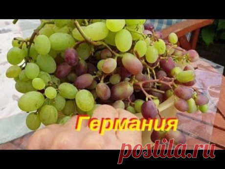 Виноград конец августа Германия. Обзор винограда на конец августа. Осы не дают покоя.  Ролик забыл вовремя закачать.