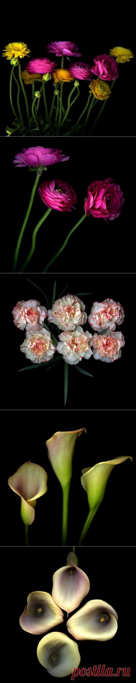 Красота на черном фоне..