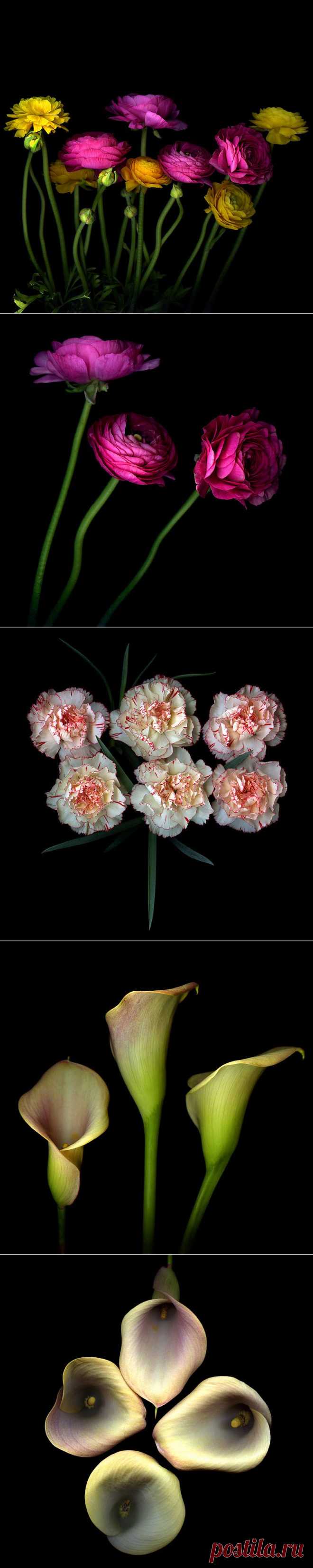 Красота на черном фоне..