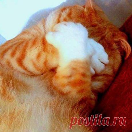 Милые и забавные / Питомцы