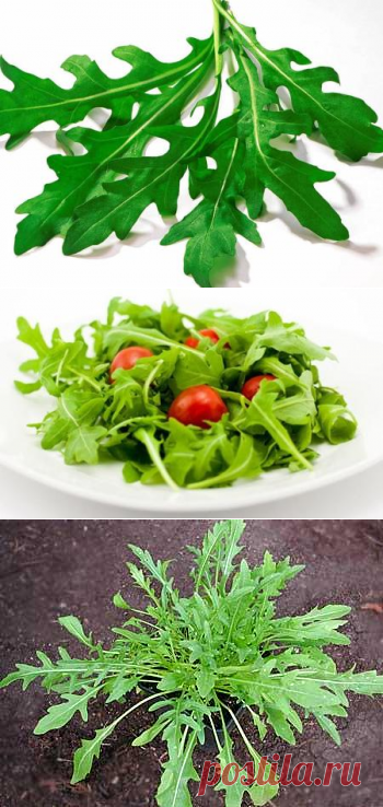 Специи и пряные травы. Руккола