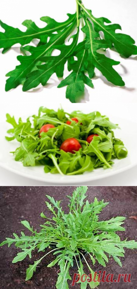 Специи и пряные травы. Руккола