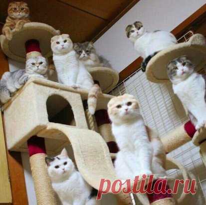 Гнездовье котов