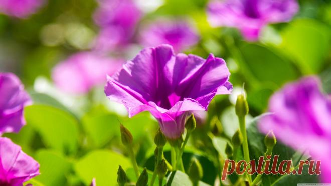 1600x900 цветок, фиолетовый, природа, весна, луг картинки на рабочий стол обои фото скачать