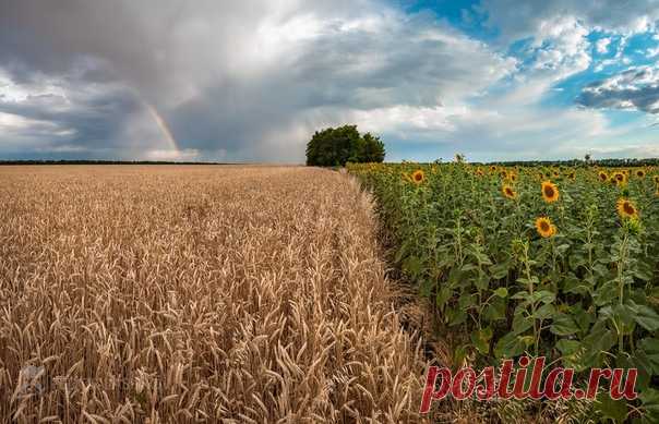 Ставропольское лето, Красногвардейский район. Фотограф – Фёдор Лашков: nat-geo.ru/community/user/27502/.