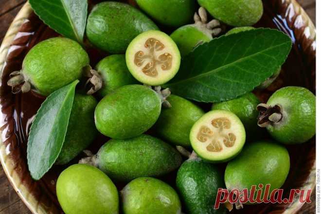 ФЕЙХОА:ПОЛЕЗНЫЕ СВОЙСТВА И ВКУСНЫЕ РЕЦЕПТЫ

Фейхоа — один из немногих фруктов, до сих пор имеющих четко выраженную сезонность. Сезон фейхоа начинается в середине сентября, а заканчивается в начале января, проходя свой пик — то есть время самой низкой цены и лучшего вкуса — с первой по третью неделю ноября. Не пропустите!

Латинское название растение получило в честь первооткрывателя - директора музея естественной истории, Жоао да Силва (Сильва) Фейхо. Чем полезны плоды фей...