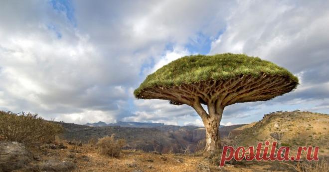 Топ-10 старинных деревьев со своей историей, которые переживут нас всех - Большой рейтинг Деревья – одни из самых долгоживущих представителей зеленого мира Земли. Многие из них пережили разные исторические эпохи, и были свидетелями