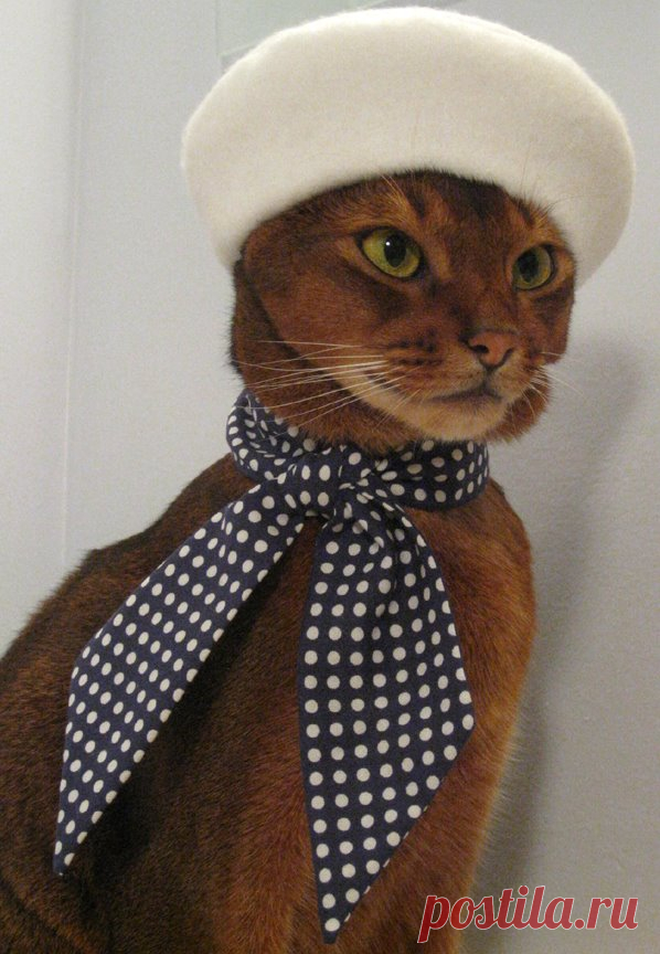 CatAtelier - Фото