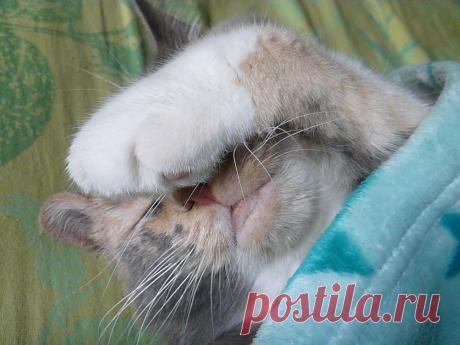 кошка спит