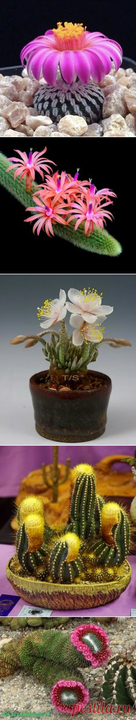 (59) Pinterest • Всемирный каталог идей