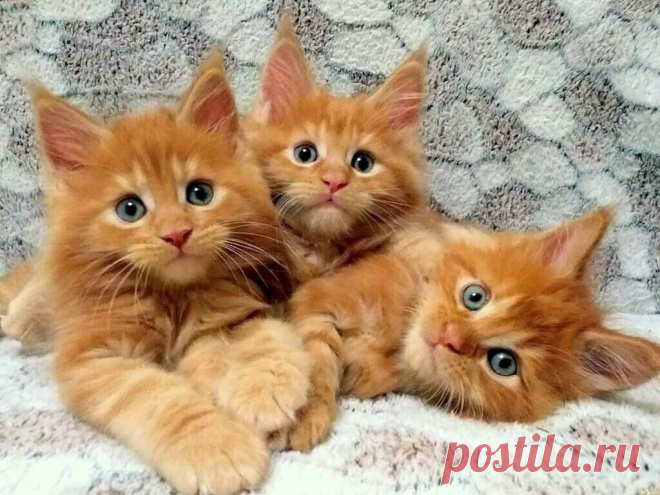 ✮