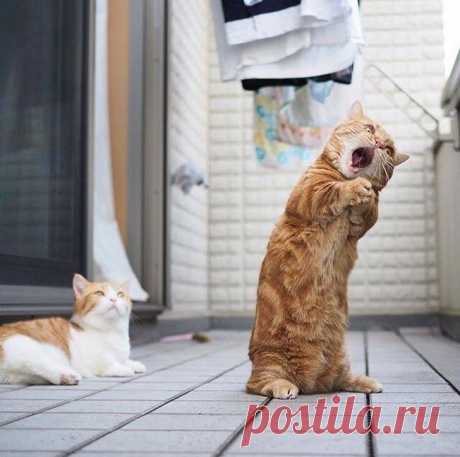 17 представителей семейства кошачьих, которые растопят сердце даже заядлого собачника
