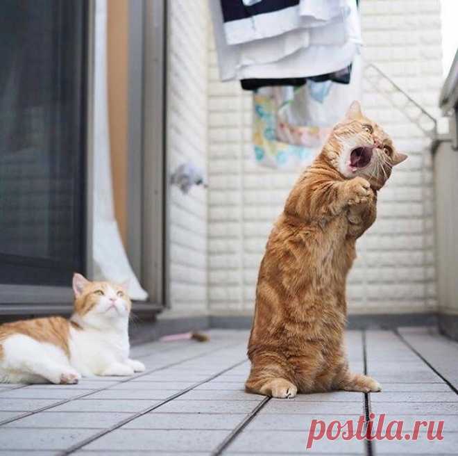 17 представителей семейства кошачьих, которые растопят сердце даже заядлого собачника
