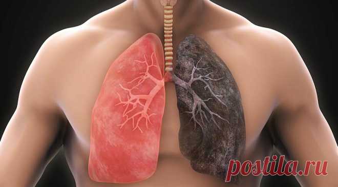 Напиток, который помогает защитить легкие | InterCOR - Новости без политики | Яндекс Дзен