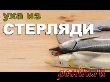 Стерлядь отварная. Готовим уху из стерляди.