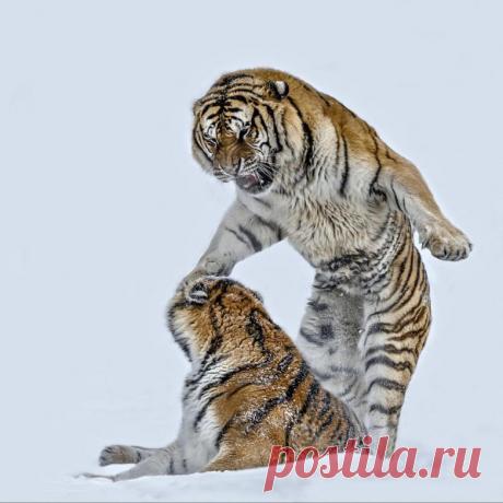 Невероятные моменты дикой природы / Питомцы