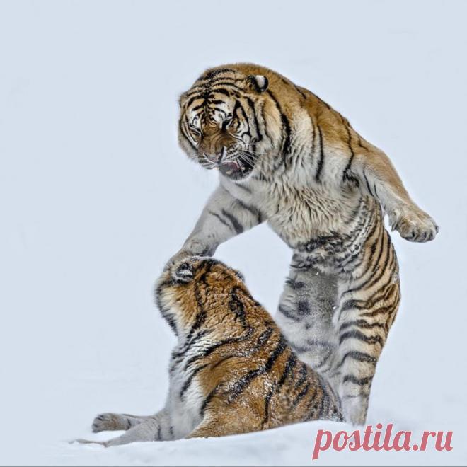 Невероятные моменты дикой природы / Питомцы