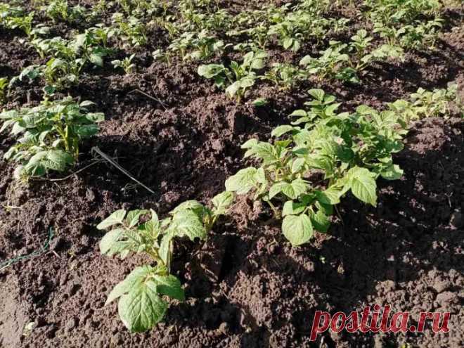 Что посадить после картофеля: правила севооборота. После сбора урожая картофеля земля остается истощенной, и многие огородники не знают, как правильно ее использовать.